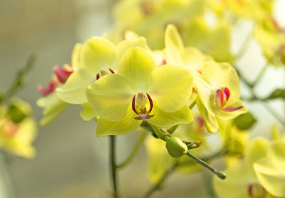 Close-up of yellow flowering plant