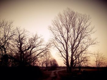 Bare trees on field at sunset