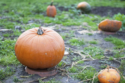 Close-up of pumpkins on field during autumn