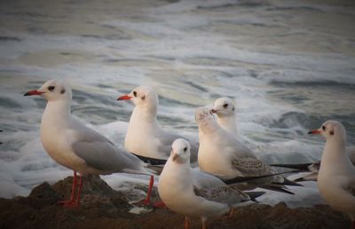 Seagulls in early morning