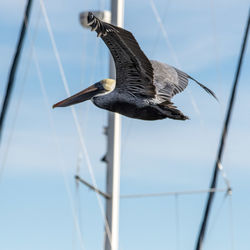 Low angle view of bird flying against clear sky