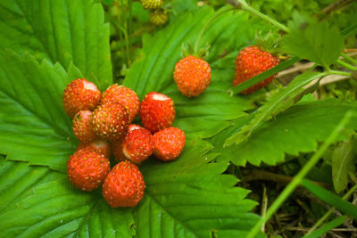 Close-up of cherries on plant
