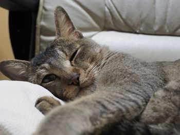 Close-up of cat resting on bed