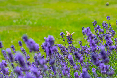 Close-up of purple flowering plants on field