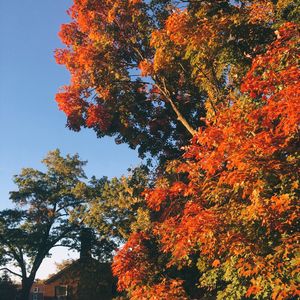 Low angle view of trees