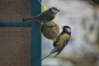 Close-up of bird perching on feeder