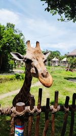  giraffe at bali safari