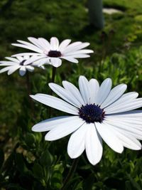 Close-up of white flowers blooming outdoors