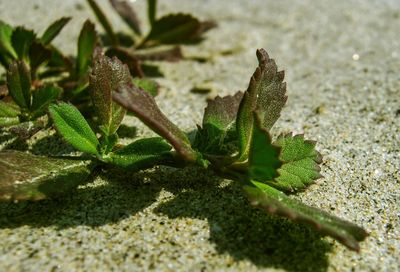 Close-up of lizard on plant