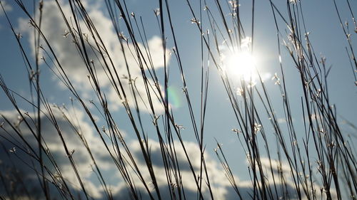 Low angle view of stalks against bright sun