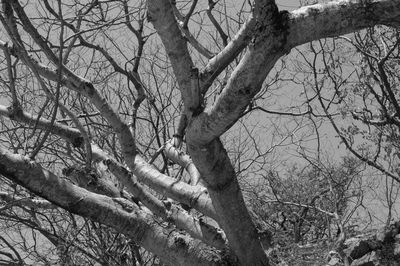 Low angle view of bare tree