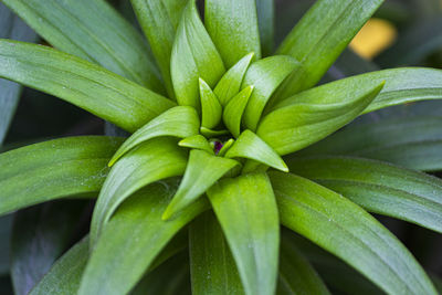 Full frame shot of plant