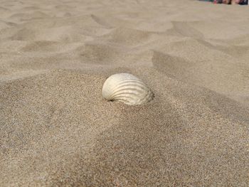 High angle view of seashell on sand at beach