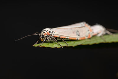 Close-up of insect against black background