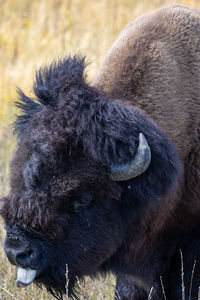 Portrait of a bison in yellowstone national park