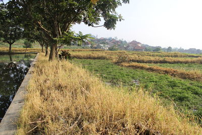 Scenic view of field against clear sky