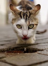 Close-up portrait of a cat