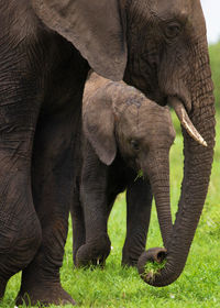 indian elephant