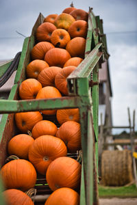 Low angle view of pumpkins in field