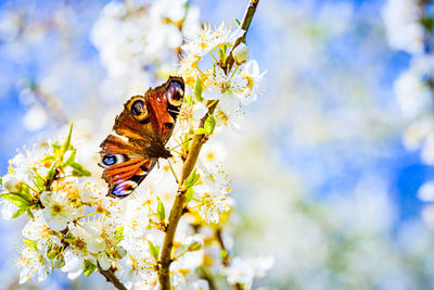 Close-up of butterfly pollinating on flower