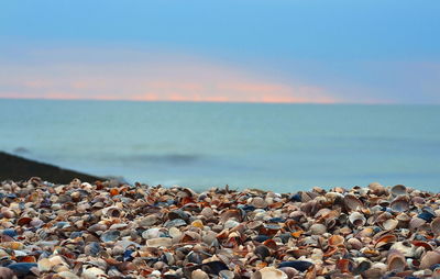 Seashells on beach in ukraine