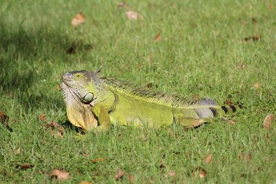 Lizard on a field