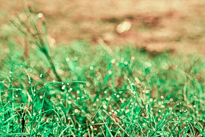 Close-up of grass growing in field