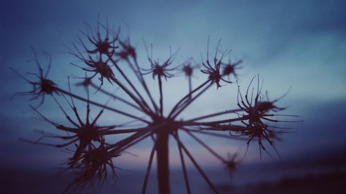 Close-up of silhouette plants against sky at dusk