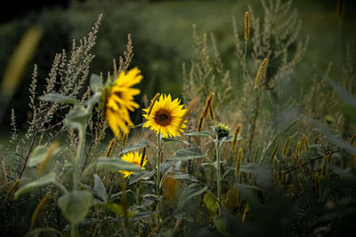 Close-up of yellow flowering plant on field