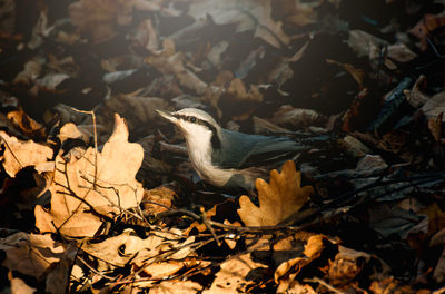 Bird perching on a field