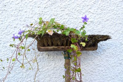 Close-up of purple flowering plant against wall