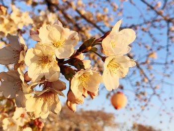 Close-up of yellow flowering tree against sky