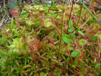 Close-up of plant