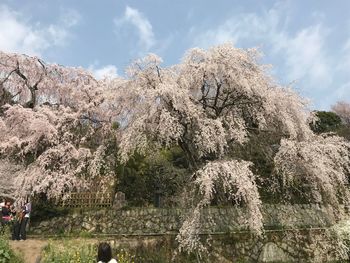 Low angle view of trees against sky