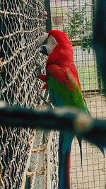Close-up of parrot perching in cage