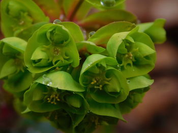 Close-up of rose