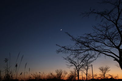 Silhouette bare tree against clear sky at night