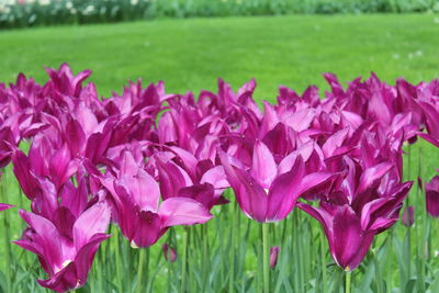 Close-up of pink flowers growing in field