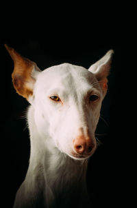 Close-up portrait of a dog over black background