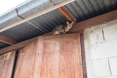 Cat sitting on wood