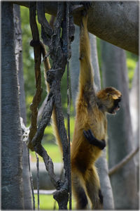 Monkey on tree trunk