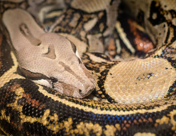 Close-up of snake