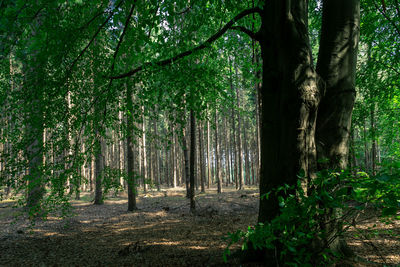 Trees in forest