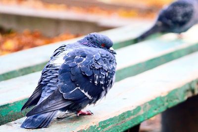 Close-up of pigeon perching on railing