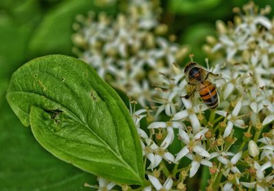 Close-up of insect on plant