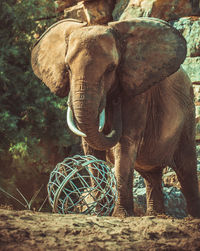 View of elephant on land