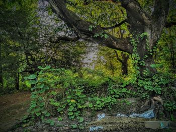 Trees growing in forest