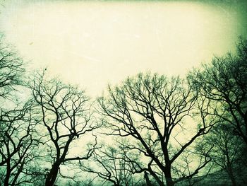 Low angle view of bare trees