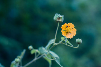 Close-up of yellow flowers