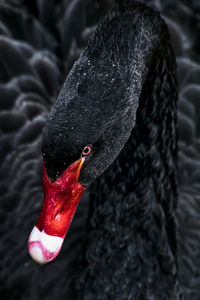 Close-up of black swan